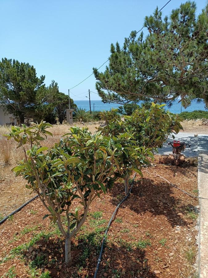 Sea View Pine House Villa Makrýgialos Eksteriør bilde